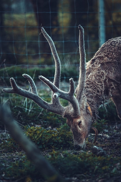 Kostenloses Foto brauner hirsch, der gras in einem eingezäunten bereich isst