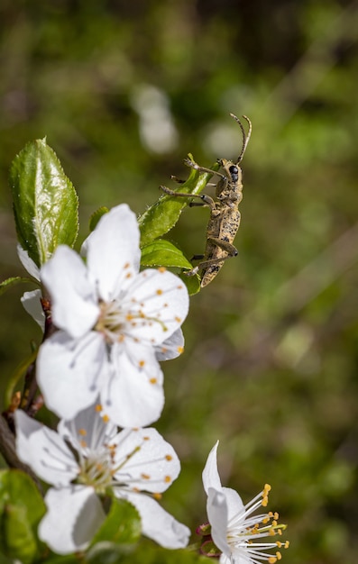 Brauner Käfer, der auf weißer Blume sitzt