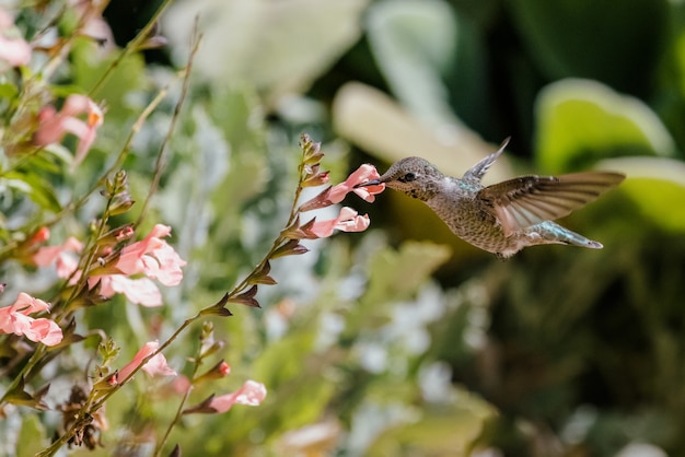 Brauner Kolibri, der über rote Blumen fliegt