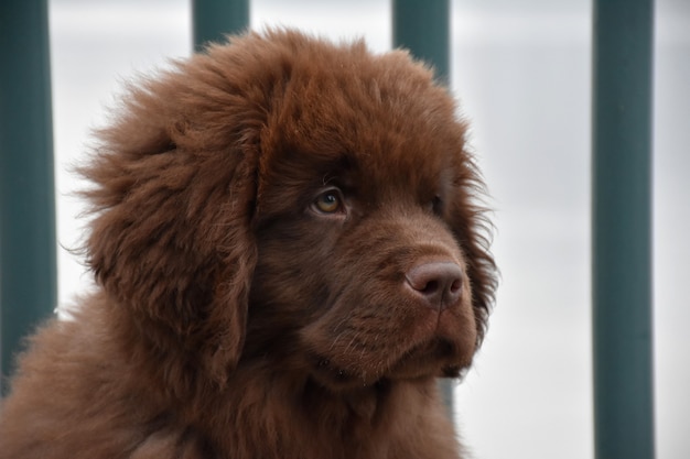 Brauner Neufundland-Welpenhund, der ein bisschen traurig aussieht