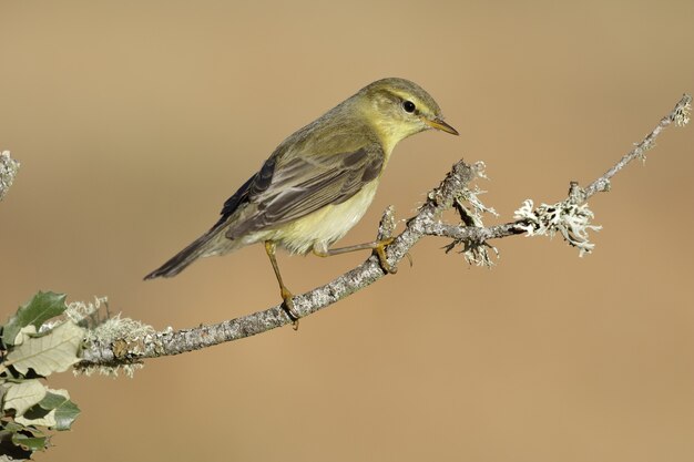 Brauner nördlicher Spottdrossel thront auf einem Ast mit einem unscharfen Hintergrund