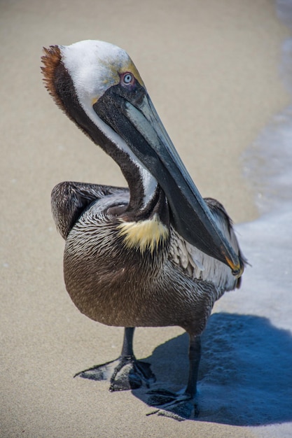 Kostenloses Foto brauner pelikan am strand an einem sonnigen tag