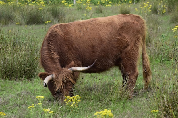 Kostenloses Foto brauner stier, der auf den grünen feldern weidet