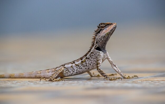 Brauner und grauer bärtiger Drache auf Sand