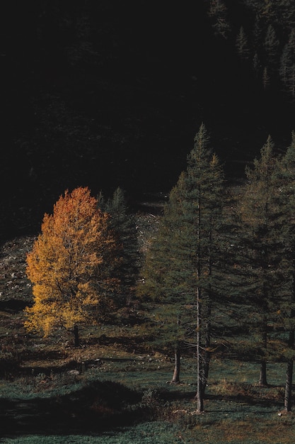 Brauner und grünblättriger Wald während der Nachtzeit