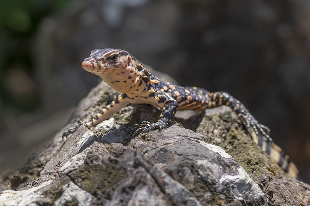 Brauner und schwarzer Leopard auf grauem Felsen