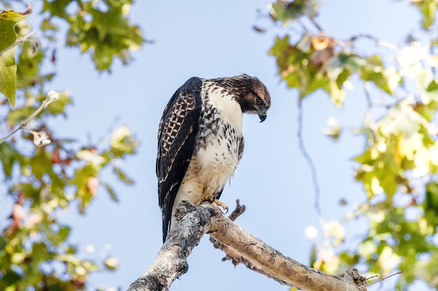 Brauner und weißer Vogel auf Ast während des Tages