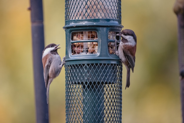 Brauner und weißer Vogel auf schwarzem Käfig