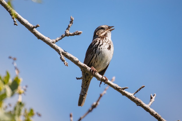 Brauner Vogel auf braunem Ast während des Tages