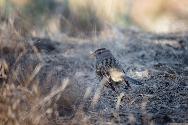 Brauner Vogel auf braunem Gras während des Tages