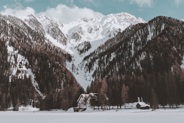 Kostenloses Foto brauner wald in der nähe von white cabin