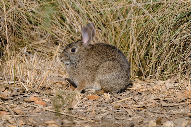 Braunes Kaninchen auf braunem Gras