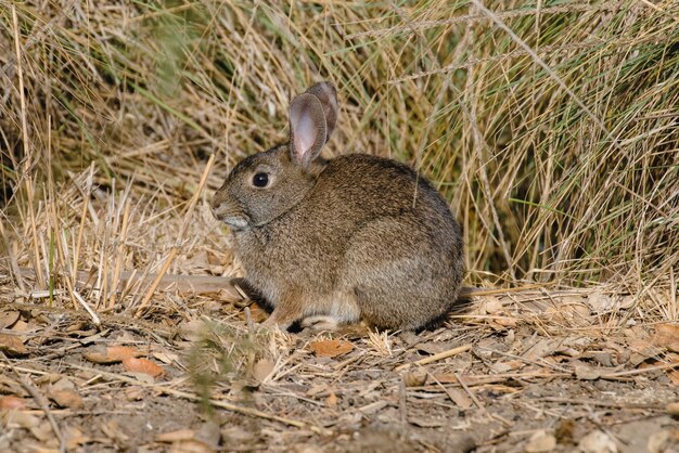 Braunes Kaninchen auf braunem Gras