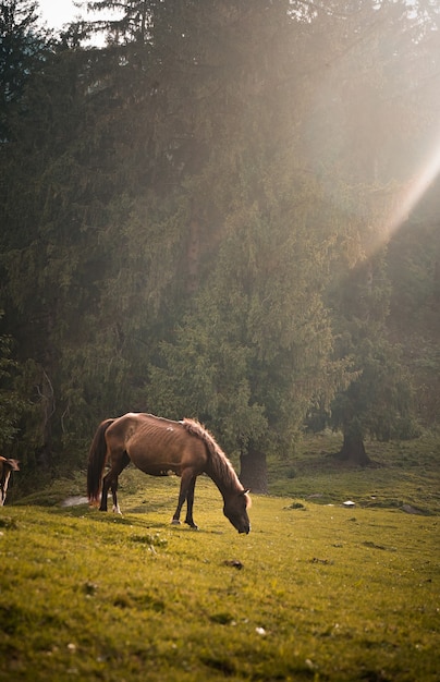 Braunes Pferd, das an einem sonnigen Tag auf einem Feld weidet