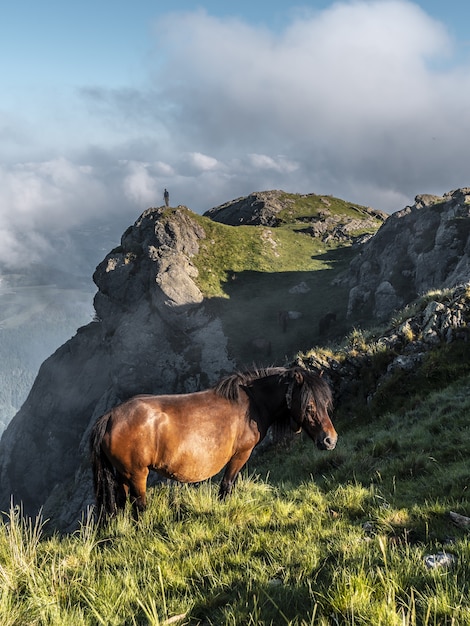 Kostenloses Foto braunes pferd, das auf dem berg penas de aya in oiartzun, gipuzkoa, spanien weidet