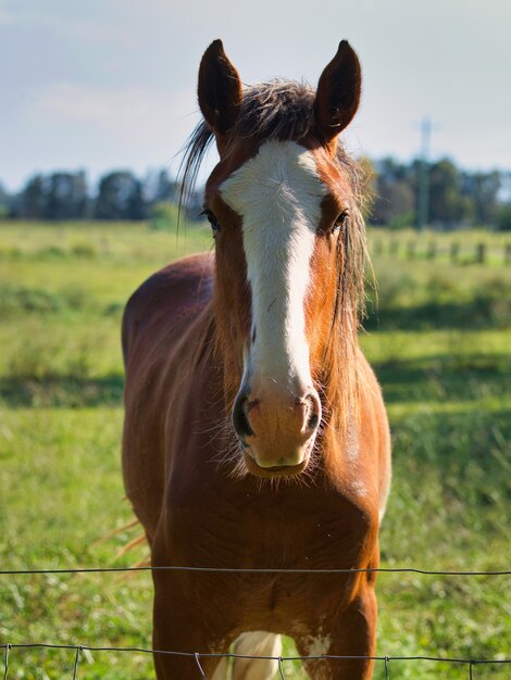 Braunes Pferd in einem Feld umgeben von Grün unter Sonnenlicht