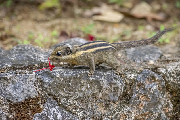 Braunes und schwarzes Eichhörnchen auf grauem Felsen