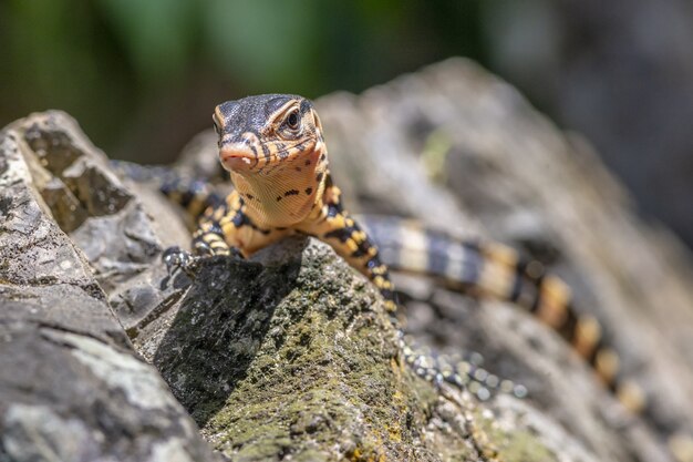 Braunes und schwarzes Reptil auf grauem Felsen