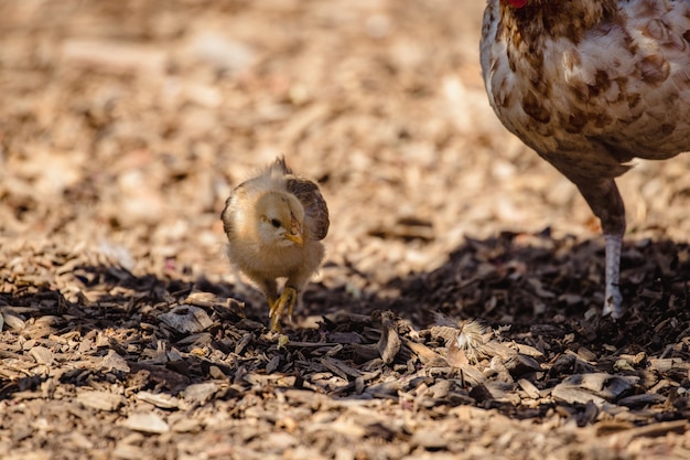 Braunes und weißes Huhn auf braunem Boden