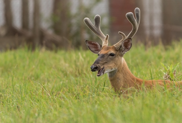 Braunhirsch mit langen Hörnern im Gras auf dem Feld