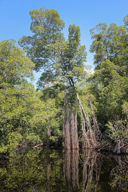 breiter Fluss in der Nähe von Black River in Jamaika, exotische Landschaft in Mangroven