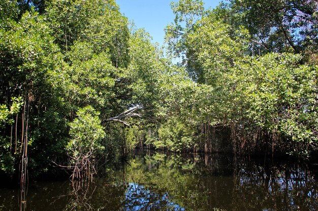 breiter Fluss in der Nähe von Black River in Jamaika, exotische Landschaft in Mangroven