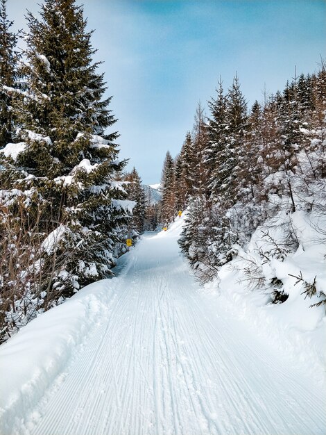 Breiter Schuss einer Straße umgeben von Kiefern mit einem blauen Himmel im Winter