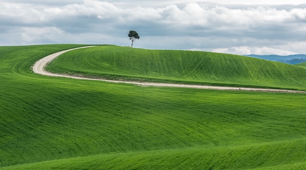 Breiter Schuss eines isolierten grünen Baumes nahe einem Weg in einem schönen grünen Feld