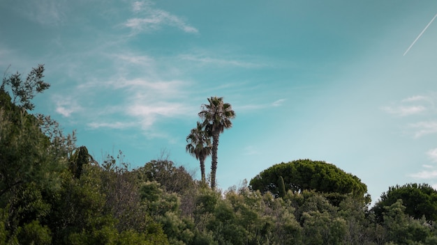 Breiter Schuss von Palmen und grünen Pflanzen unter einem klaren blauen Himmel