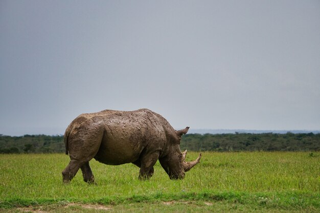 Breitmaulnashorn auf einer grünen Wiese