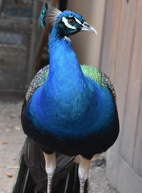 Brillanter blauer männlicher Pfau, der bereit ist, Aufmerksamkeit zu erregen.