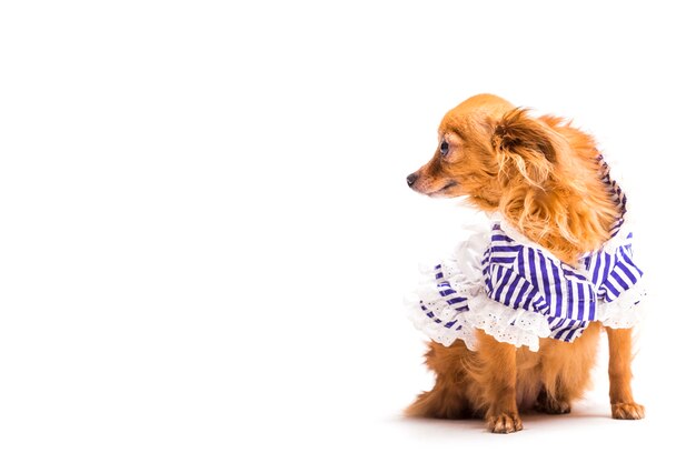 Brown-Hund mit Blau streifte Haustierkleidung, die auf weißem Hintergrund lokalisiert wurde