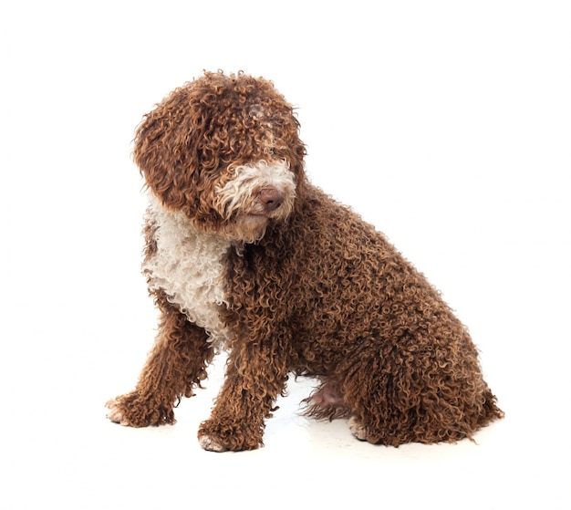 Brown Hund mit dem lockigen Haar sitzt