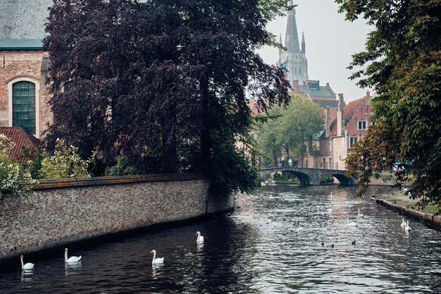 Brügge-kanal mit weißen schwänen zwischen alten bäumen mit liebfrauenkirche im hintergrund brügge bel...