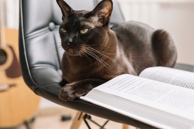 Buch auf Stuhl in der Nähe von Katze