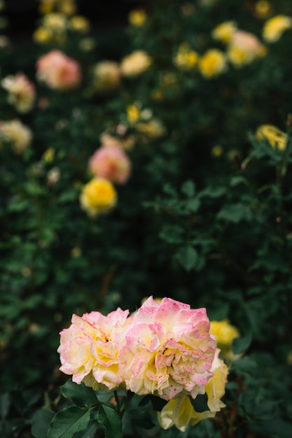 Kostenloses Foto bündel bunte blumen