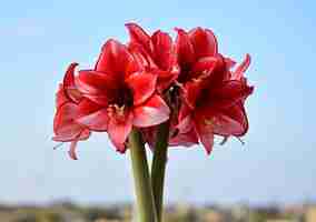 Kostenloses Foto bündel charisma amaryllis blumen.