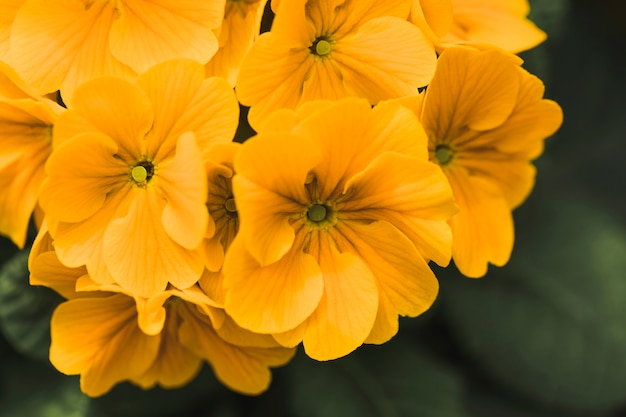 Kostenloses Foto bündel erstaunliche gelbe frische blumen