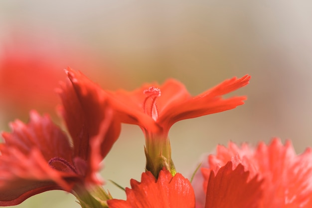 Bündel erstaunliche rote frische Blumen