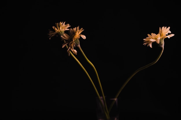 Bündel Gänseblümchen