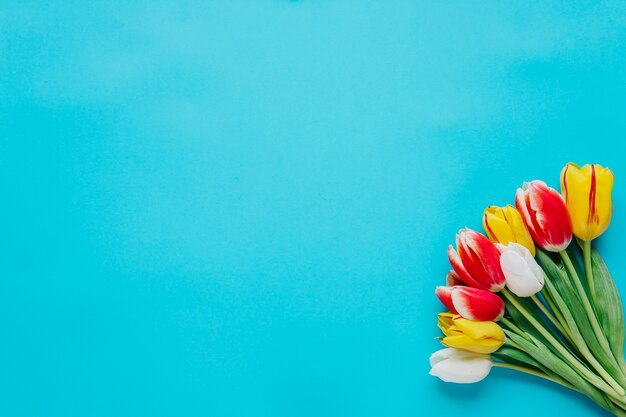 Bündel Tulpen auf blauem Hintergrund
