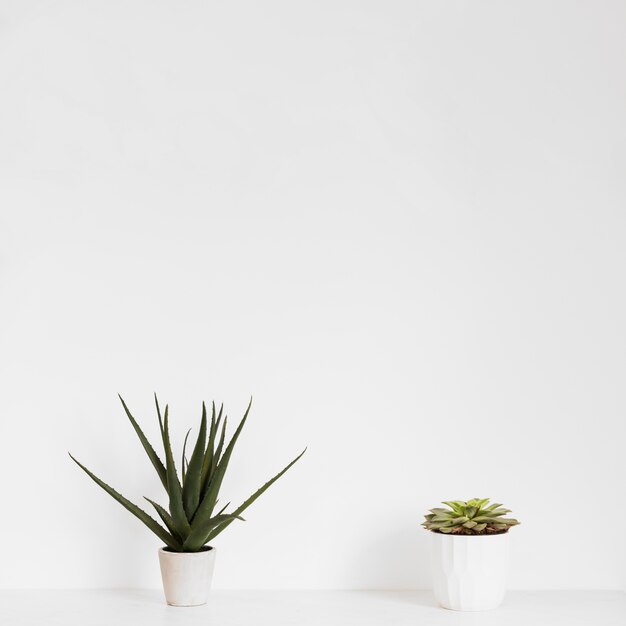 Büropflanzen im Blumentopf