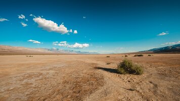 Büsche in der wüste von death valley, kalifornien