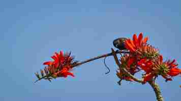 Kostenloses Foto bulbul-vogel thront auf einem ast mit roten blüten mit blauem hintergrund