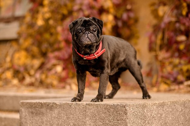 Bulldogge. Eine süße schwarze Bulldogge mit rotem Hundehalsband