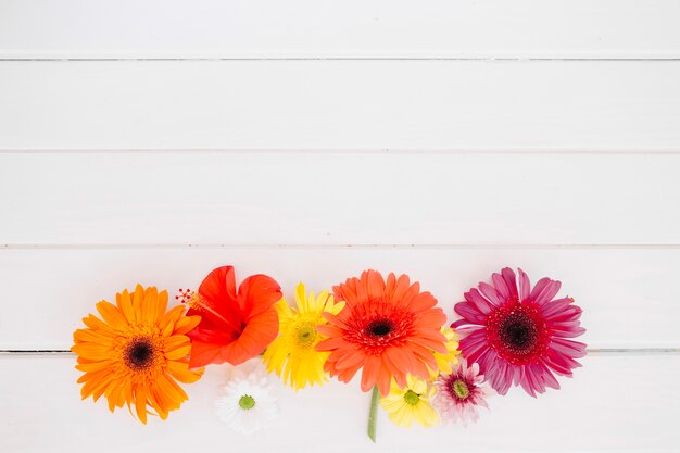 Bunte Anordnung der Blumen auf Weiß