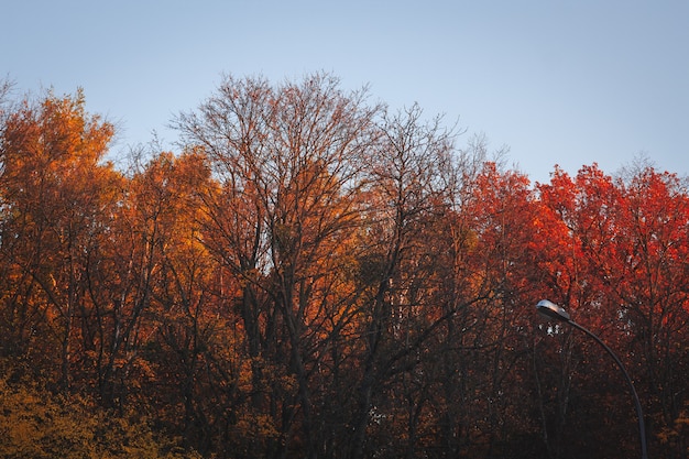 Bunte Bäume im Herbst mit dem Himmel im Hintergrund - perfekt für eine Tapete
