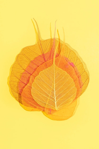Bunte Blätter vor einfachem Hintergrund