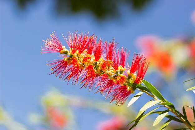 Bunte Blume mit unscharfen Hintergrund