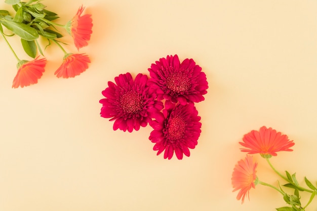 Kostenloses Foto bunte blumen der draufsicht